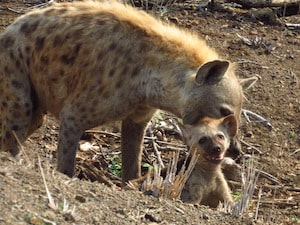 Hyenas in Kruger, Africa planning guide