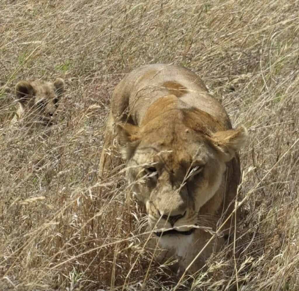 Lioness and cub in the tall grass, Sarangeti