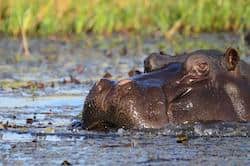 Hippo - Dream Destinations in Africa