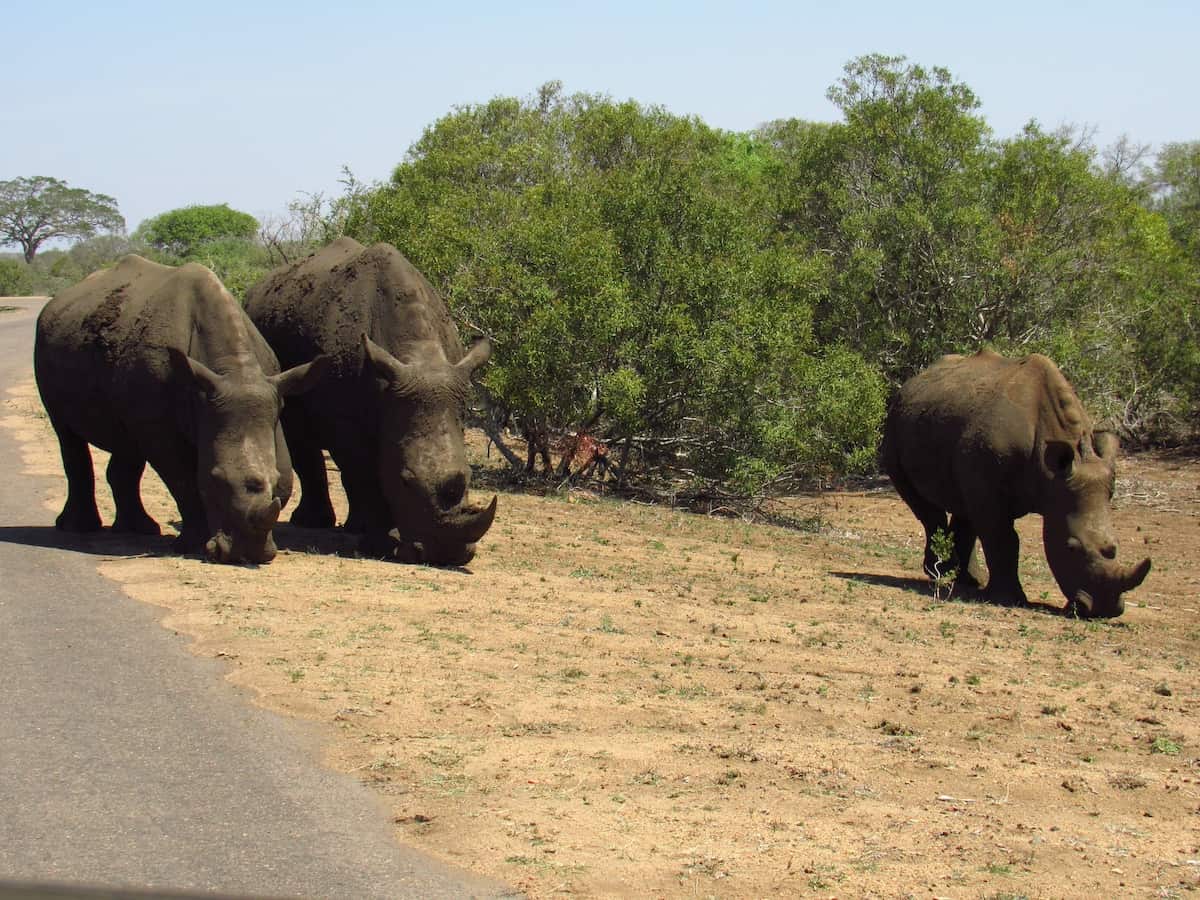 3 white rhinos seen while driving through Kruger Park