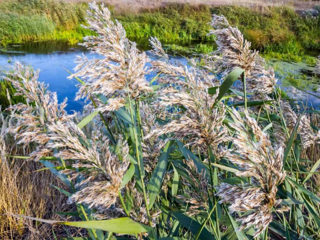 Eragrostis pallens, aka cane grass or love grass