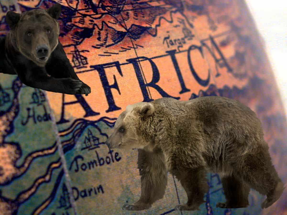 Are There Bears In Africa Past And Present Facts   Are There Bears In Africa 1 