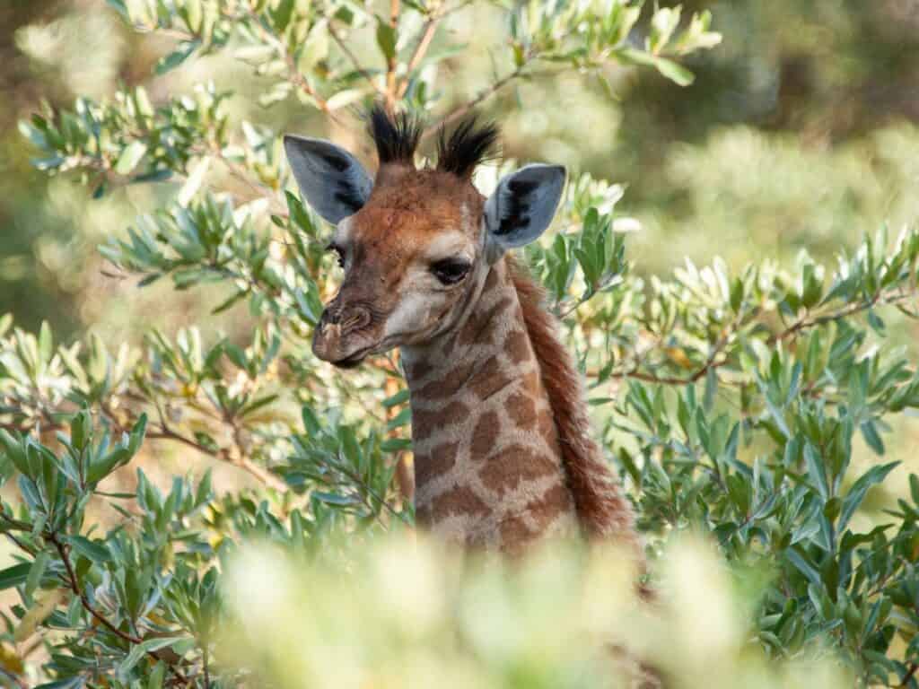 Baby giraffe