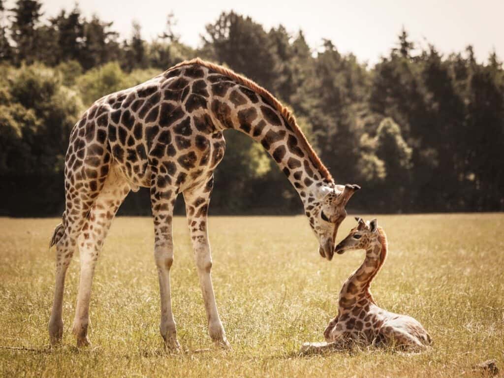 Mom and baby giraffe in the grass in 'Are Giraffes Dangerous'
