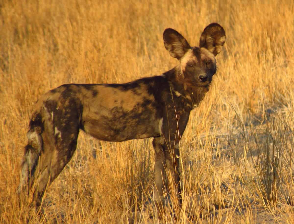 African Wild Dog standing on the savannah in South Africa, looking at the camera.