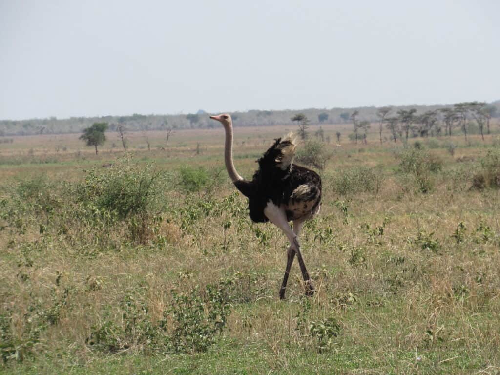 Ostrich in the African Savannah