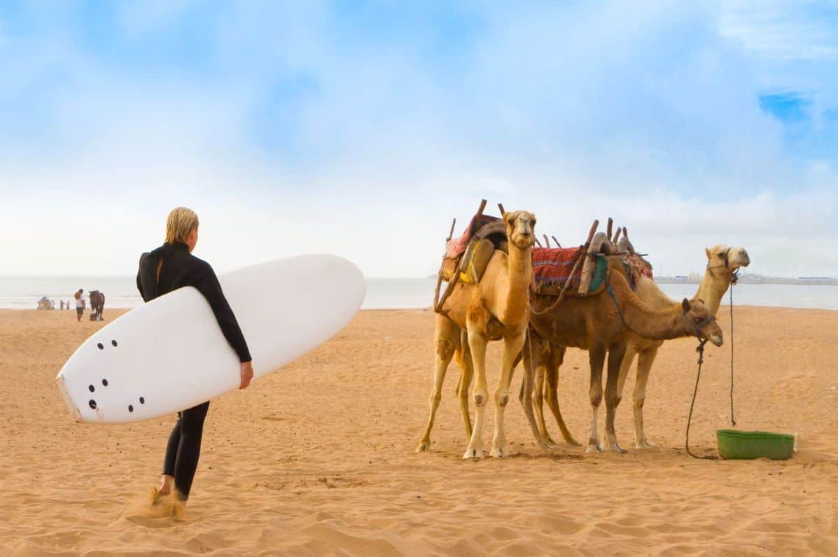 Essaouira surfer walking past camels on the beach