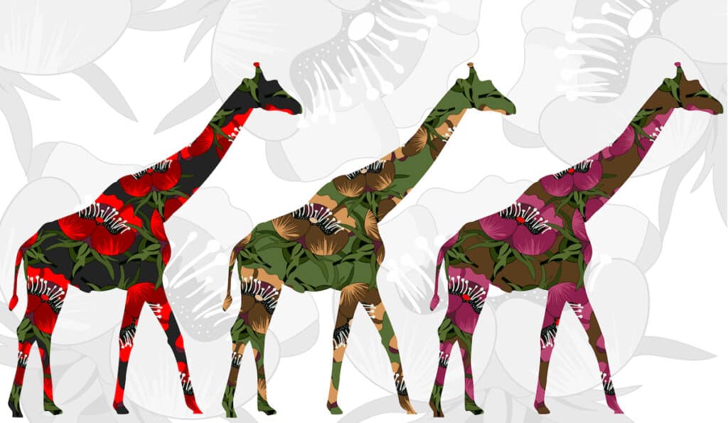 3 colourful giraffes on a background of grey flowers 