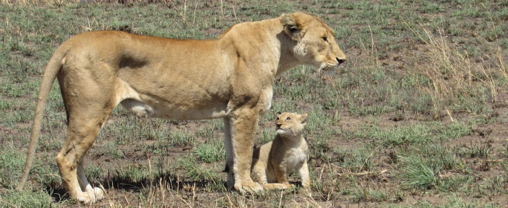 A lion cub looking up at mama as they stand on the grassy savannah