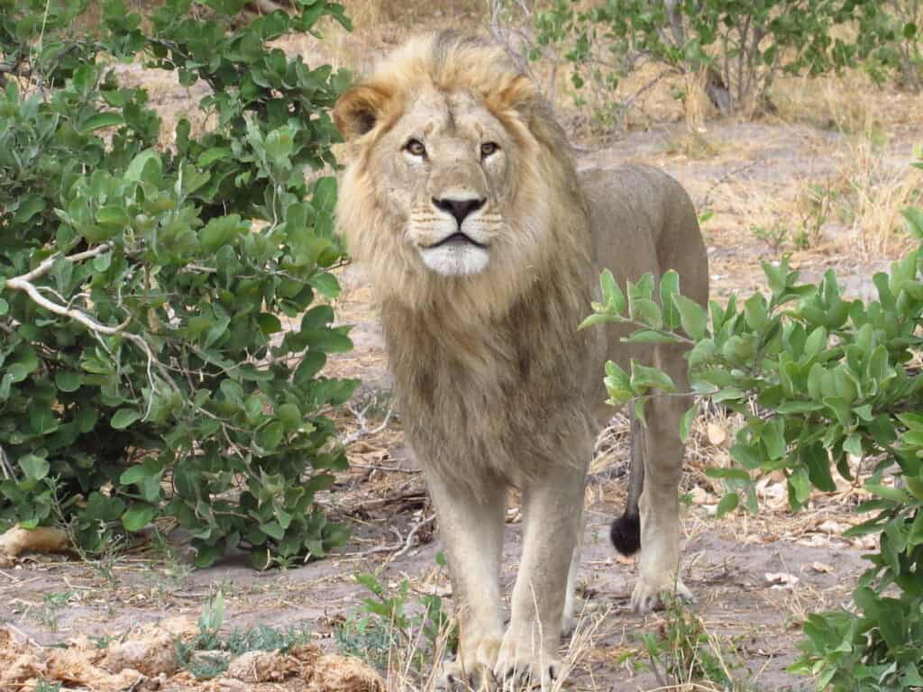 A lion in the trees, looking beyond the camera