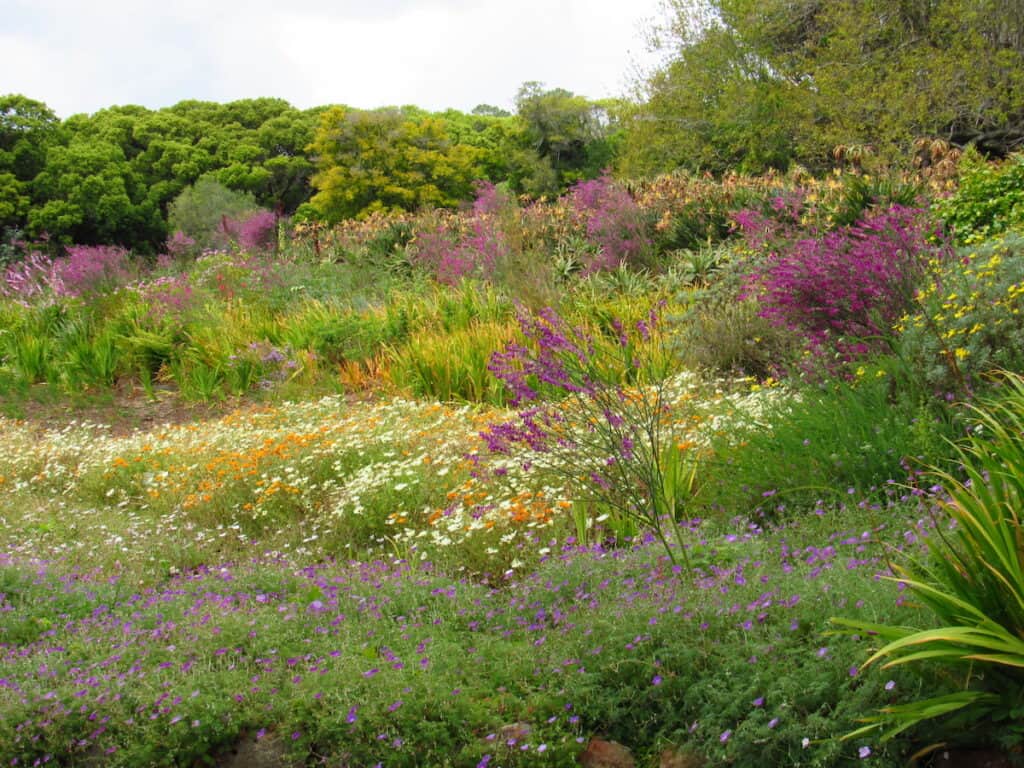 Floral Kingdom of Cape Town, one of the fun facts about Cape Town