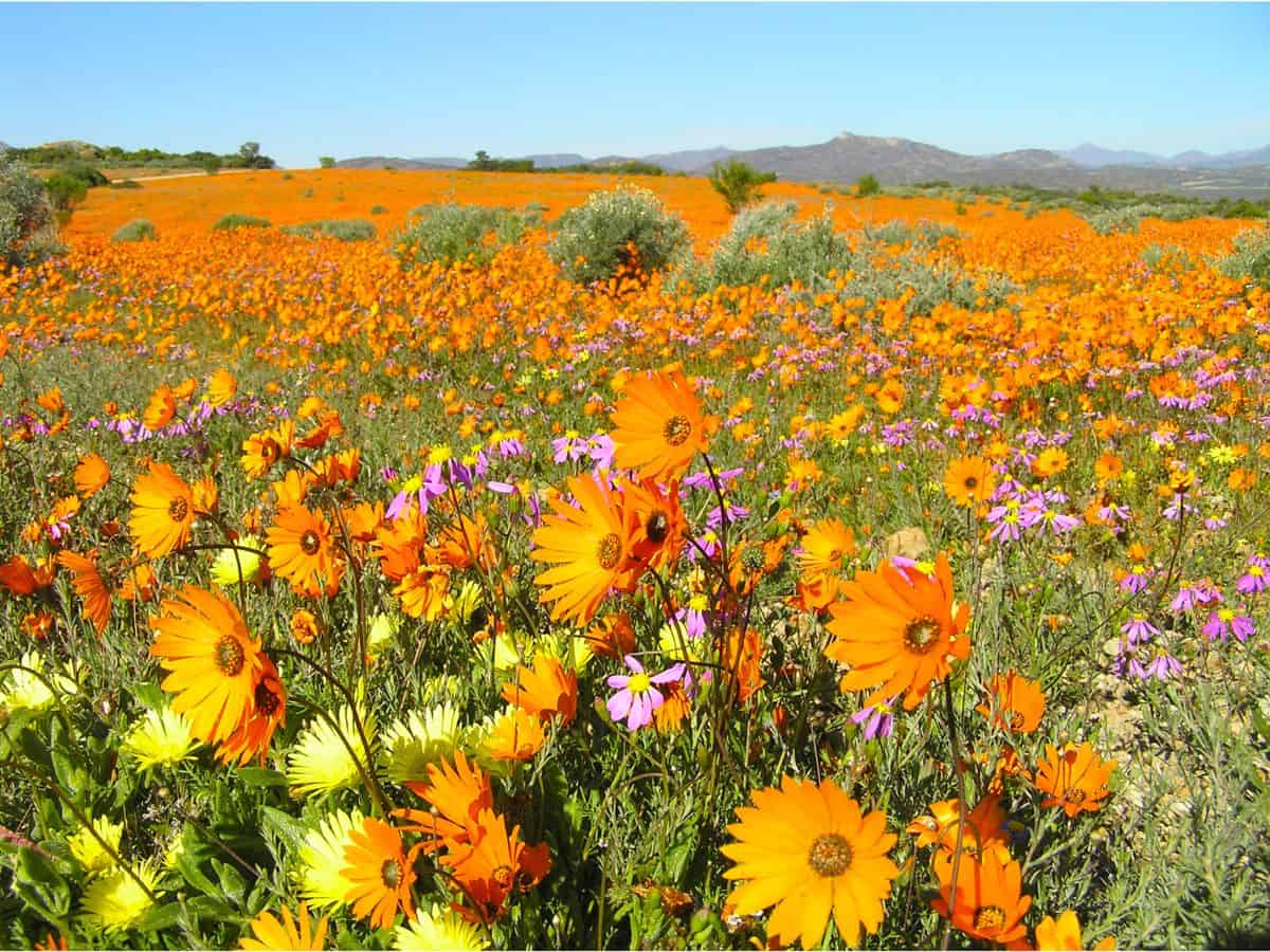 Scenes from along the Namaqua Flower Route