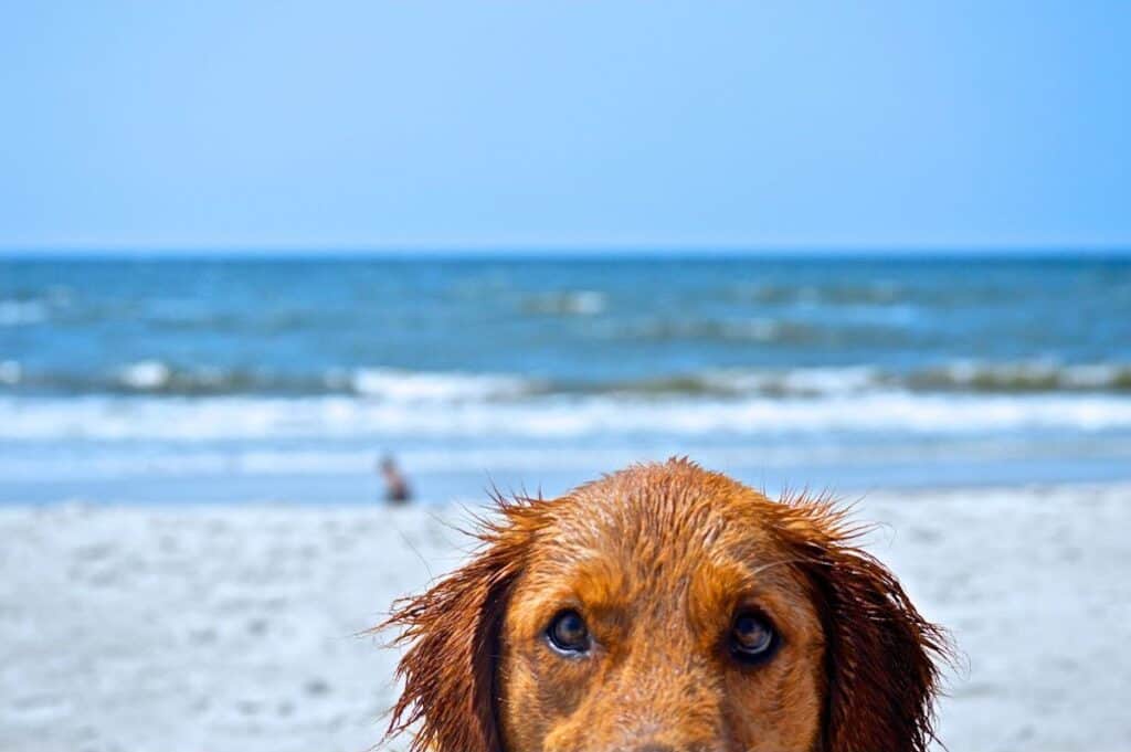 A golden retriever at the beach, close to the camera. only visible from the top of the nose up, with the sea in the background.