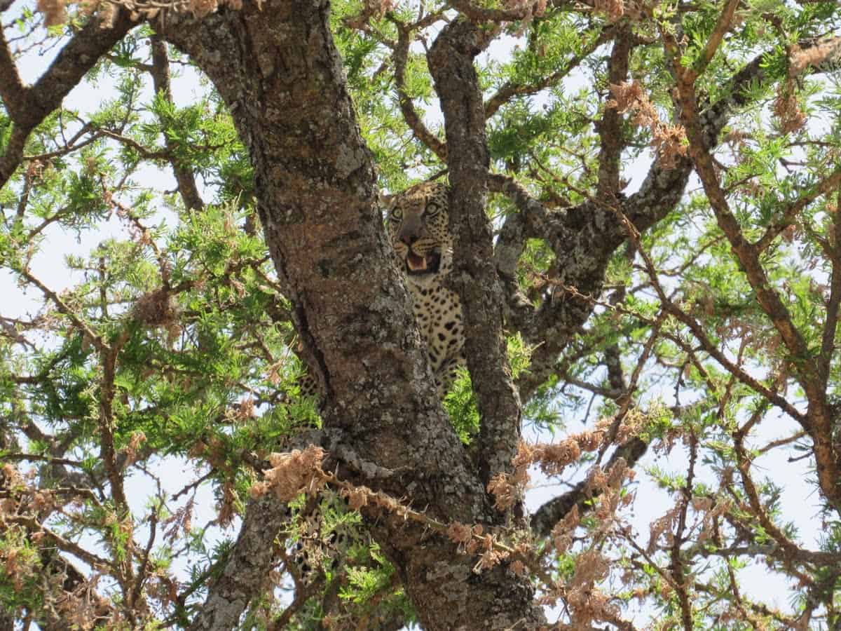 A leopard looking out between the branches up in a tree, with leaves in the background.