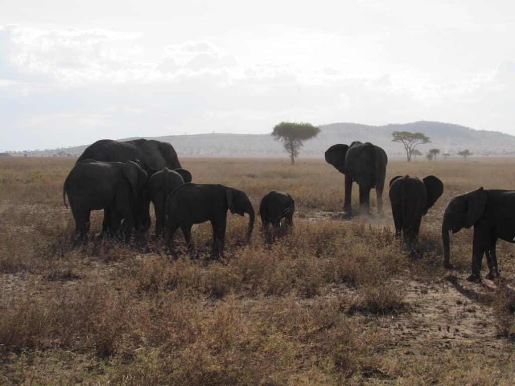 A herd of 8 elephants on the misty savannah of the Serengeti.