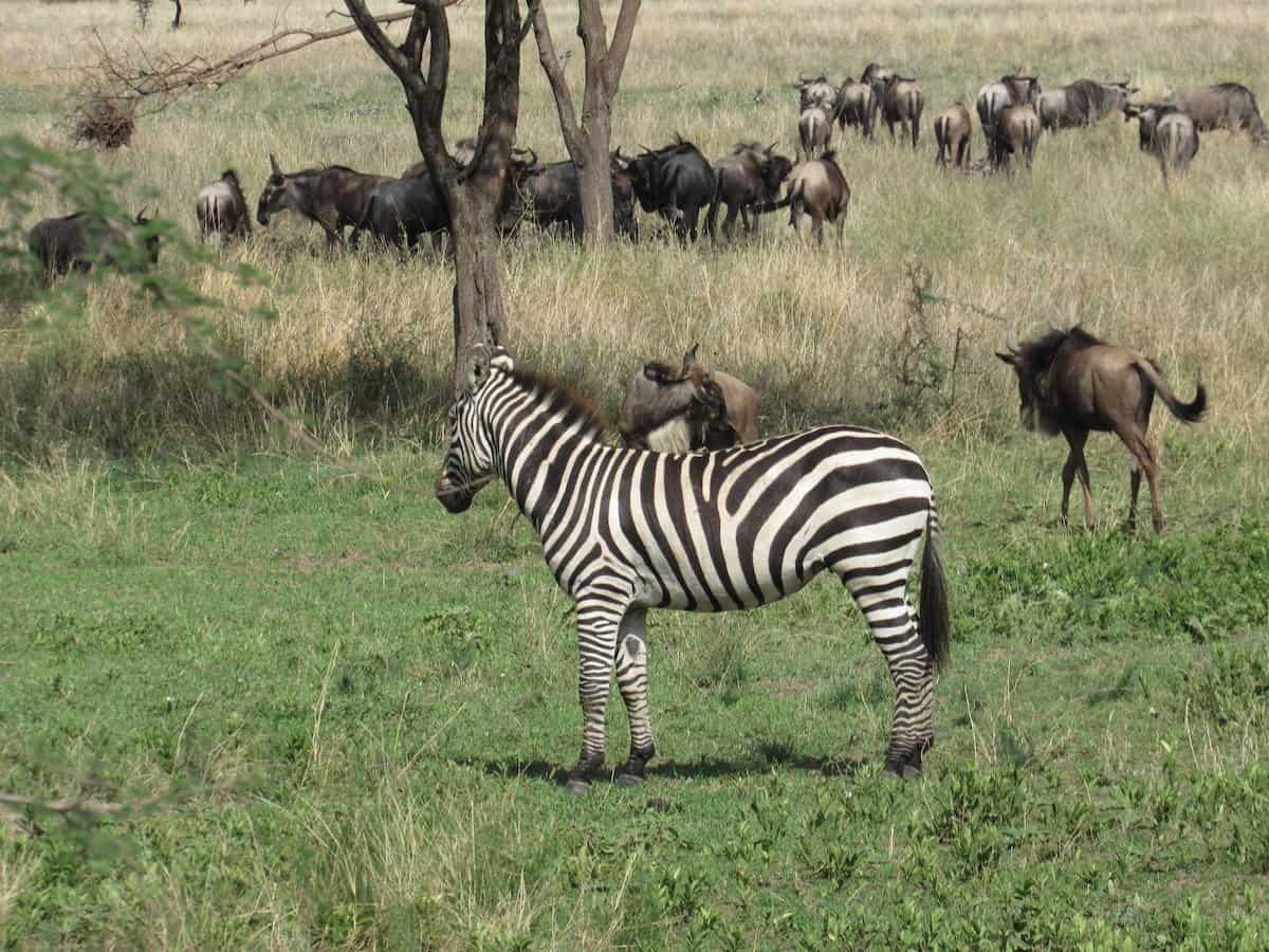 Grants Zebras and Wildebeest in the grass of the Serengeti