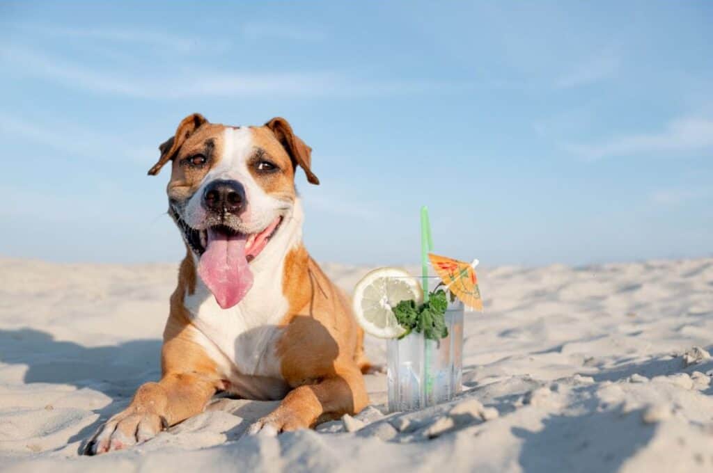 A happy dog at the beach, guarding his people's cocktails - where to stay in Mossel Bay with your pets!