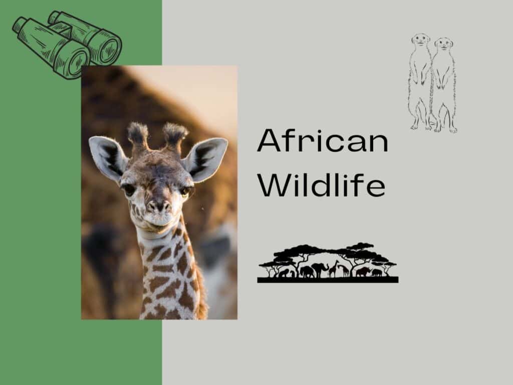 wildlife graphic