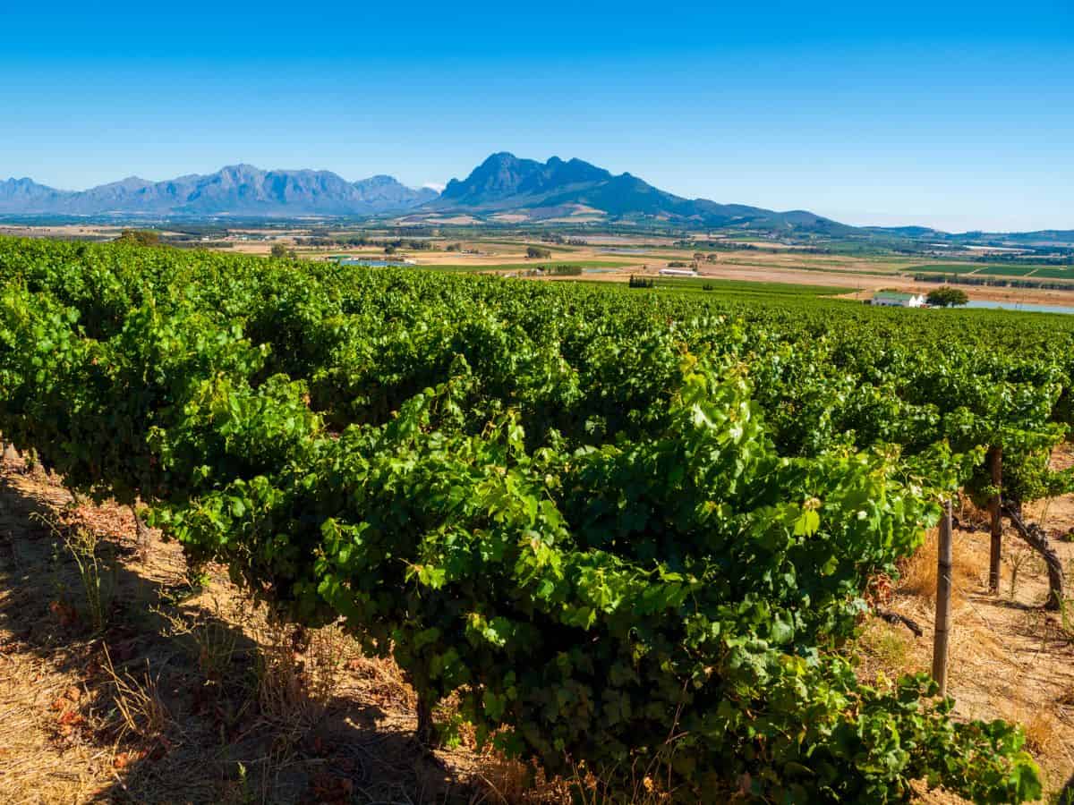 A winery near Franschhoek South Africa