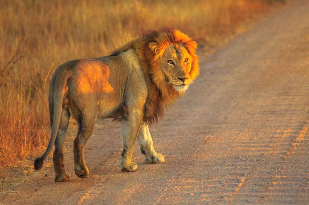 A male lion strolling down a dirt road in Kruger National Park in South Africa