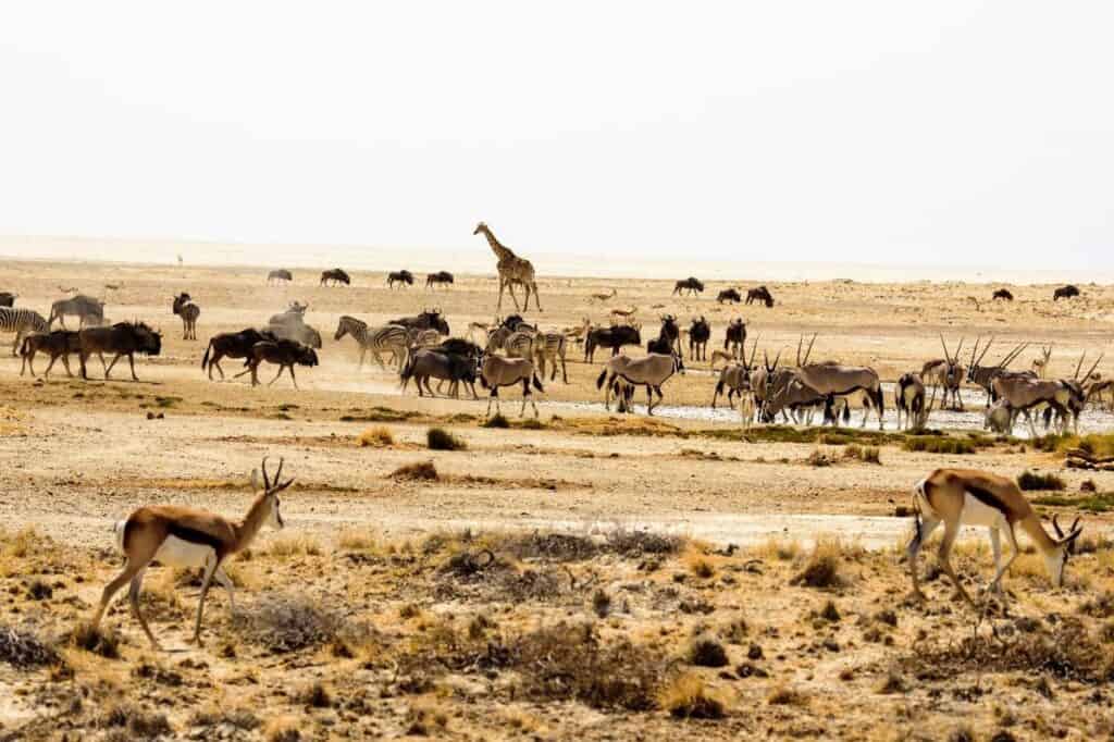 Wildlife - browsers and grazers - at Etosha Park