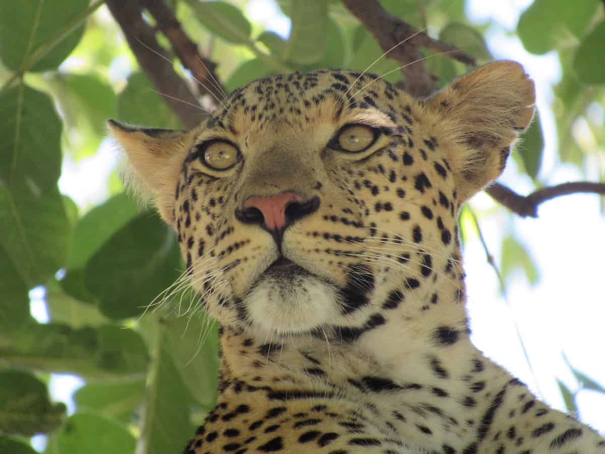 The headshot of a leopard, gazing into the distance form a tree