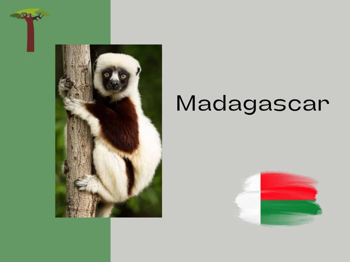 Madagascar graphic