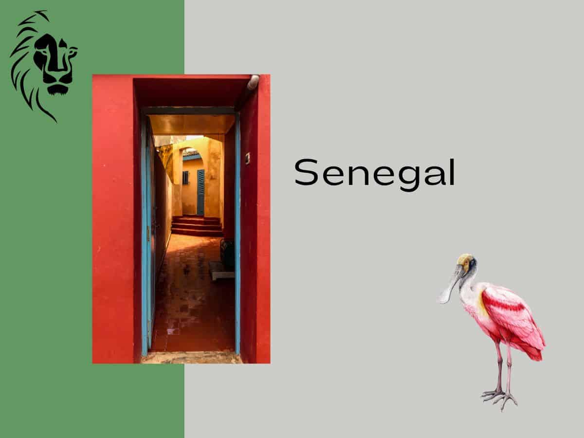 Senegal graphic